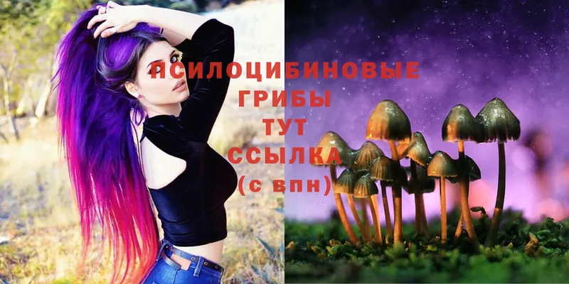 Псилоцибиновые грибы Cubensis  shop официальный сайт  Урень 